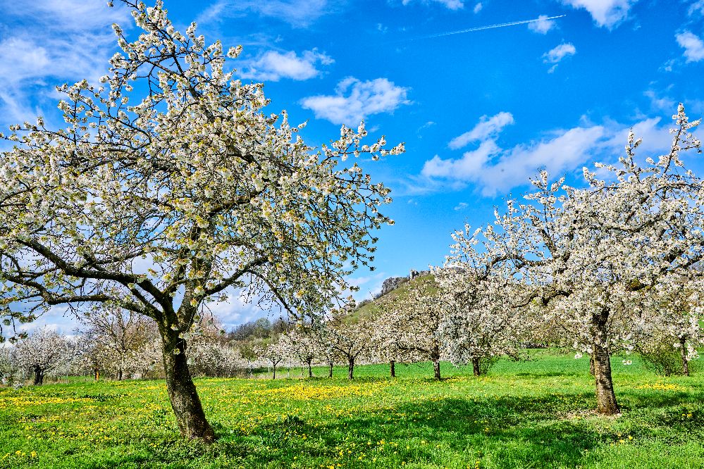 Die Kirschblüte in der Fränkischen Schweiz (Bild: TZ Fränkische Schweiz / Florian Trykowski)