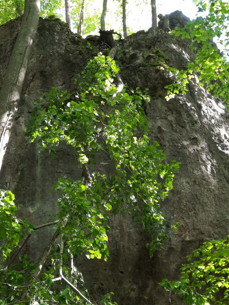 Hirschbacher Wand: Entwurzelter Baum hängt in Pennerglück