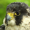 Vogelschutzsperrungen 2014!