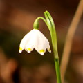 Der Märzenbecher blüht im Frankenjura!