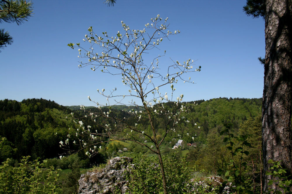 Bild des Felsens