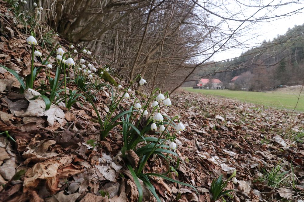 Märzenbecher an der Draisendorfer Mühle