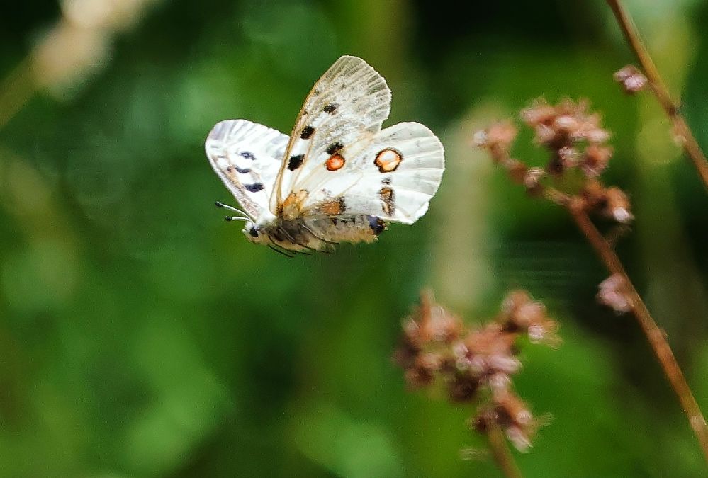 Bild Fliegender Apollofalter im Kleinziegenfelder Tal 