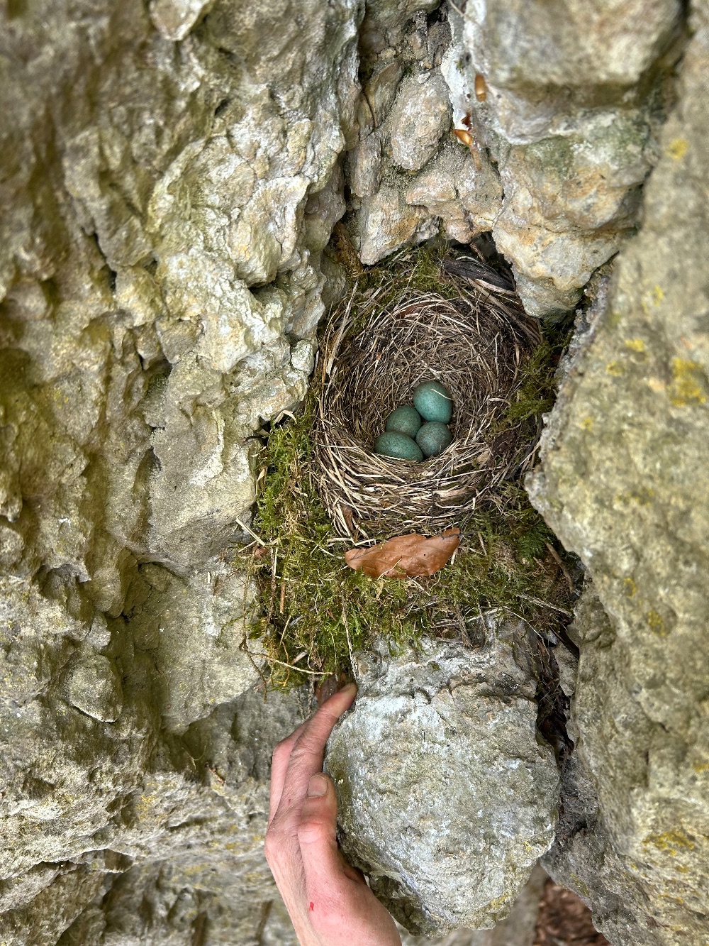 Vogelnest in Blind Kuh