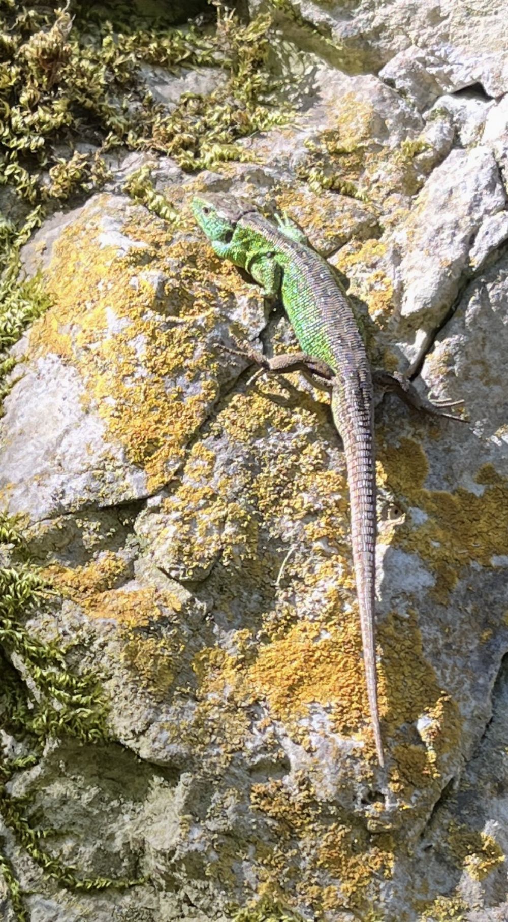 Zauneidechse an der Brüchigen Wand