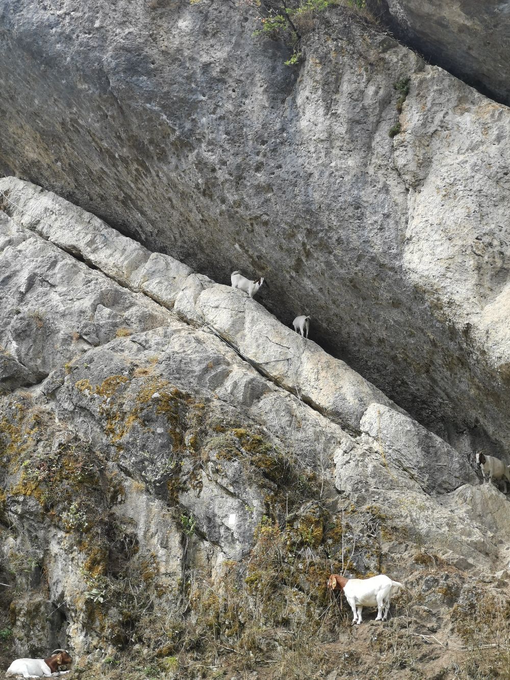 Bild Felsbilder aus dem nördlichen Frankenjura