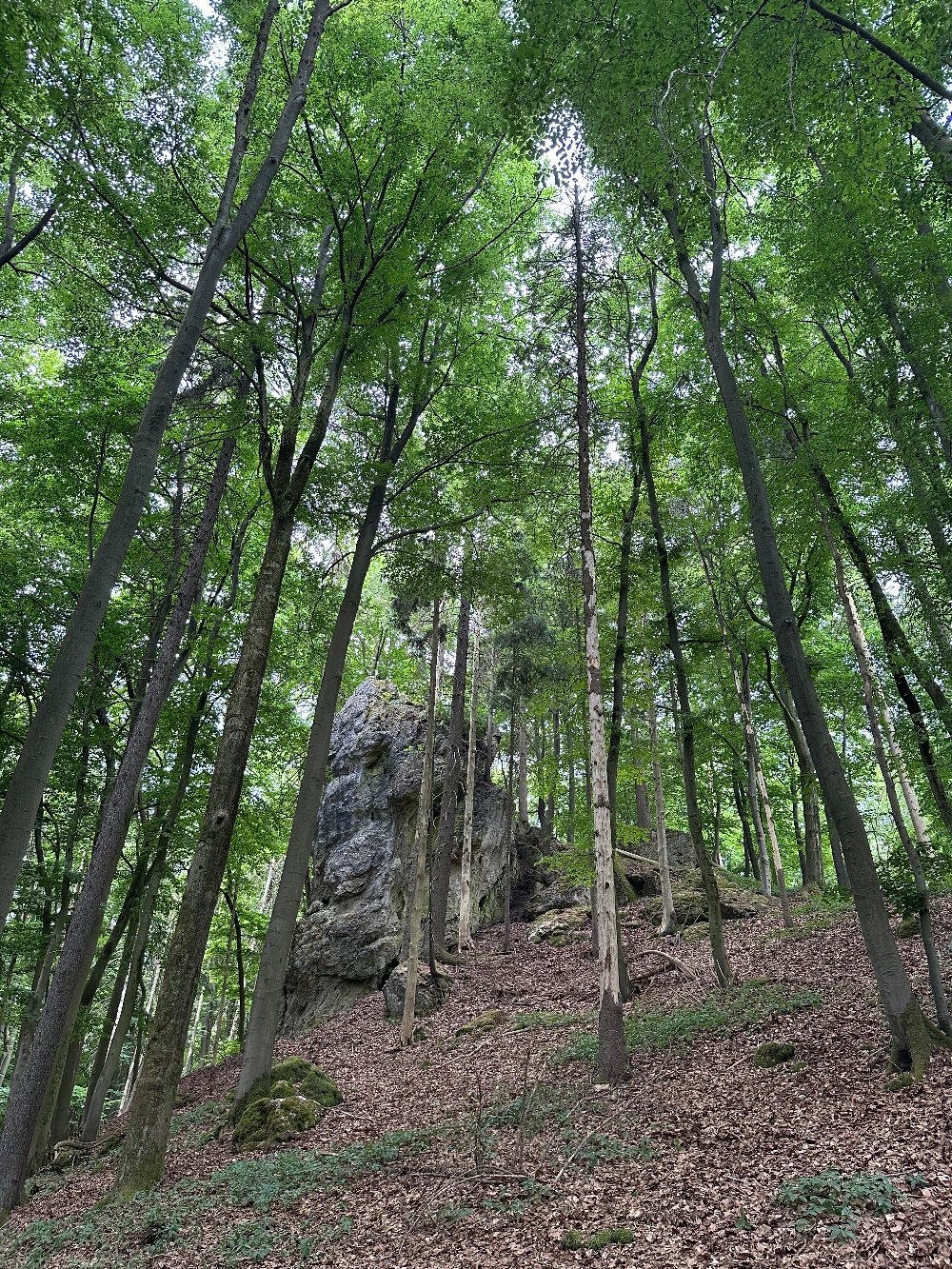 Schmiedbergturm: Umsturzgefährdete Bäume am Wandfuß