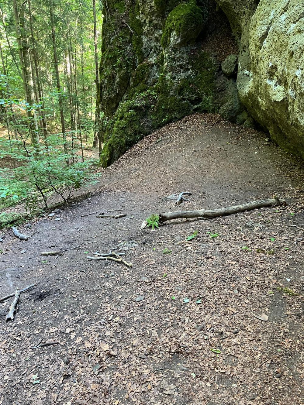 Grüne Hölle: vertrockneter Baum birgt Gefahr