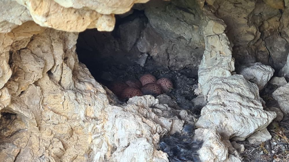 Wilhelmsfels: Turmfalkenpaar in Raubrittersteig