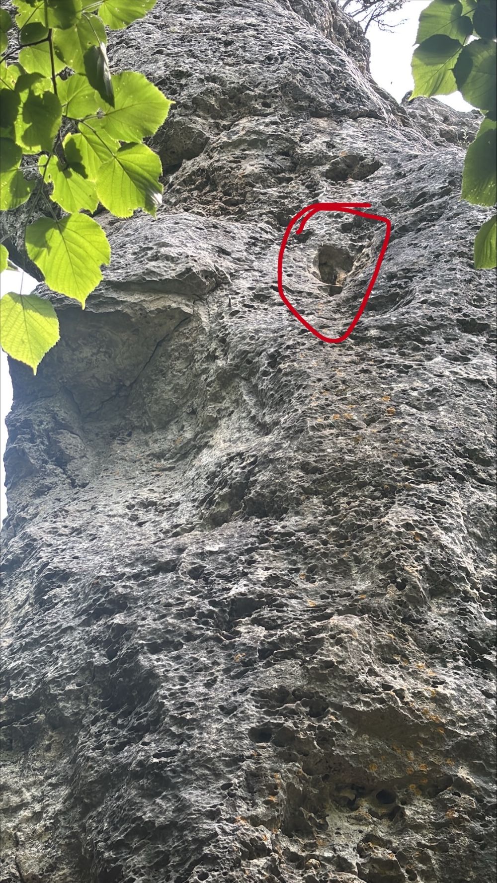 Traindorfer Wand: Insektennest in Kleinem Pfeiler