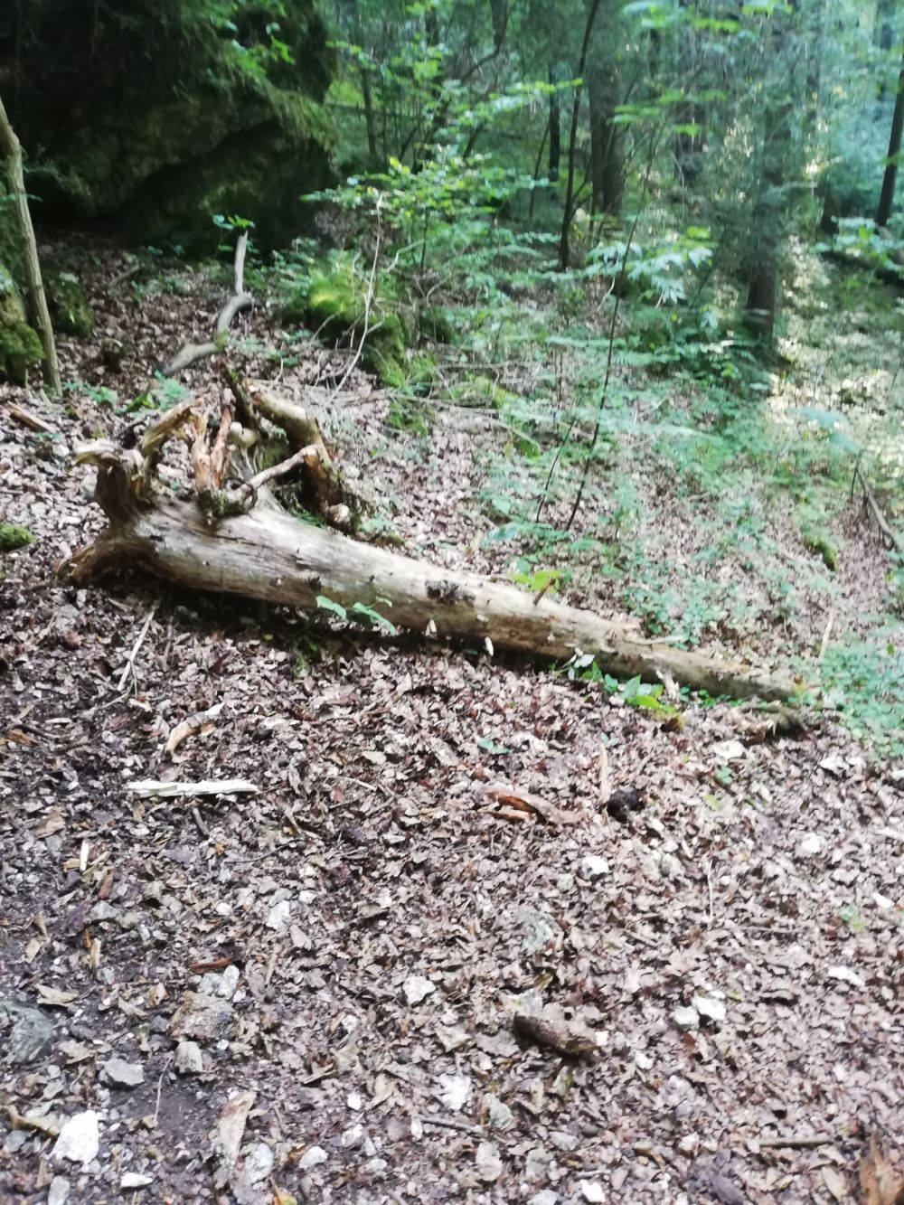 Der Teil eines Baumes, der vom Felskopf auf den Wandfuß fiel und dort fast zu einem schweren Unfall geführt hätte. (Bild: Bergwacht Amberg)