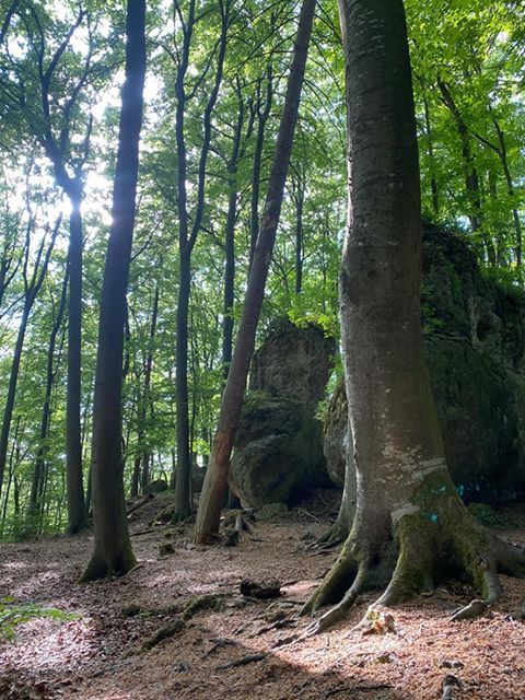 Morscher Baum im Fietzparcour (Bild: Max Heckel)