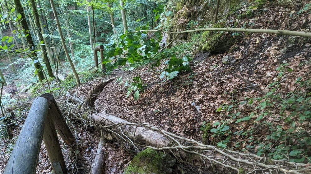 Egloffsteiner Felsentor: Umgestürzte Bäume in Wandnähe behindern Zustieg