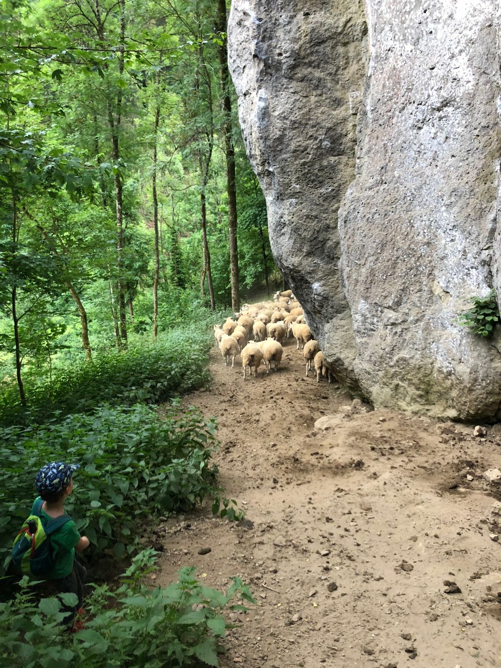 Rabenstein: Schafe am Wandfuß