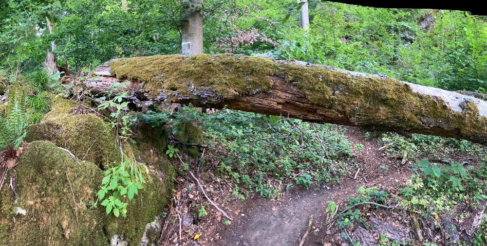 Roter Mönch: Fragiler Baum blockiert den Zustieg