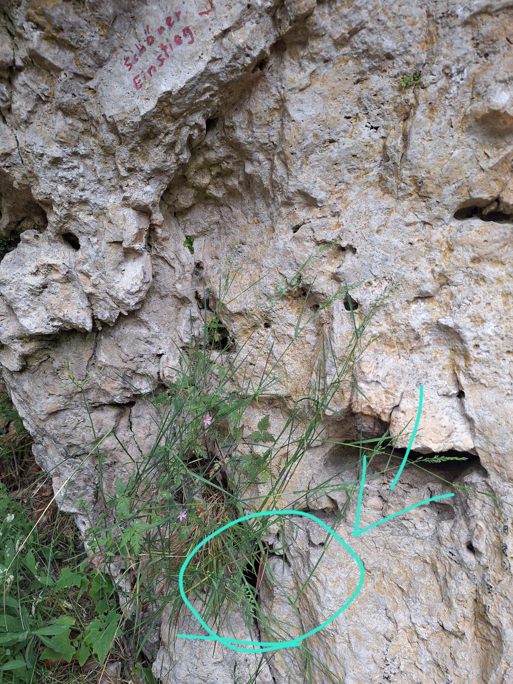 Schönen Aussicht: Vogelnest in Schöner Einstieg
