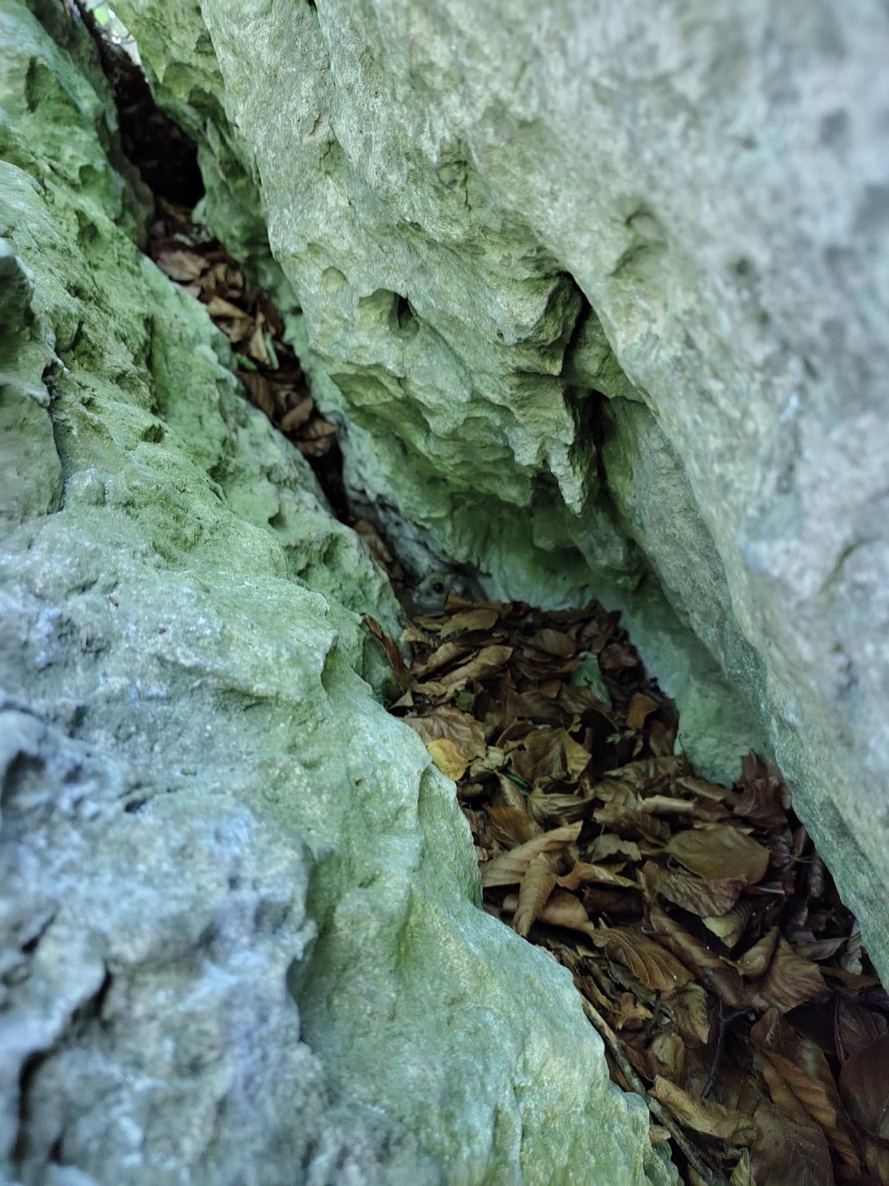 Graischenstein: Siebenschläfer in Spirale