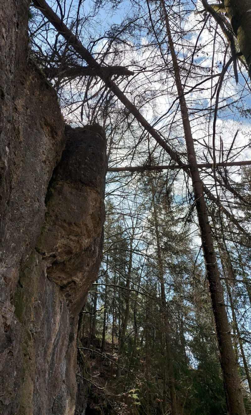 Umgestürzte Bäume oberhalb der Lauterachstube (Bild: Rolli)