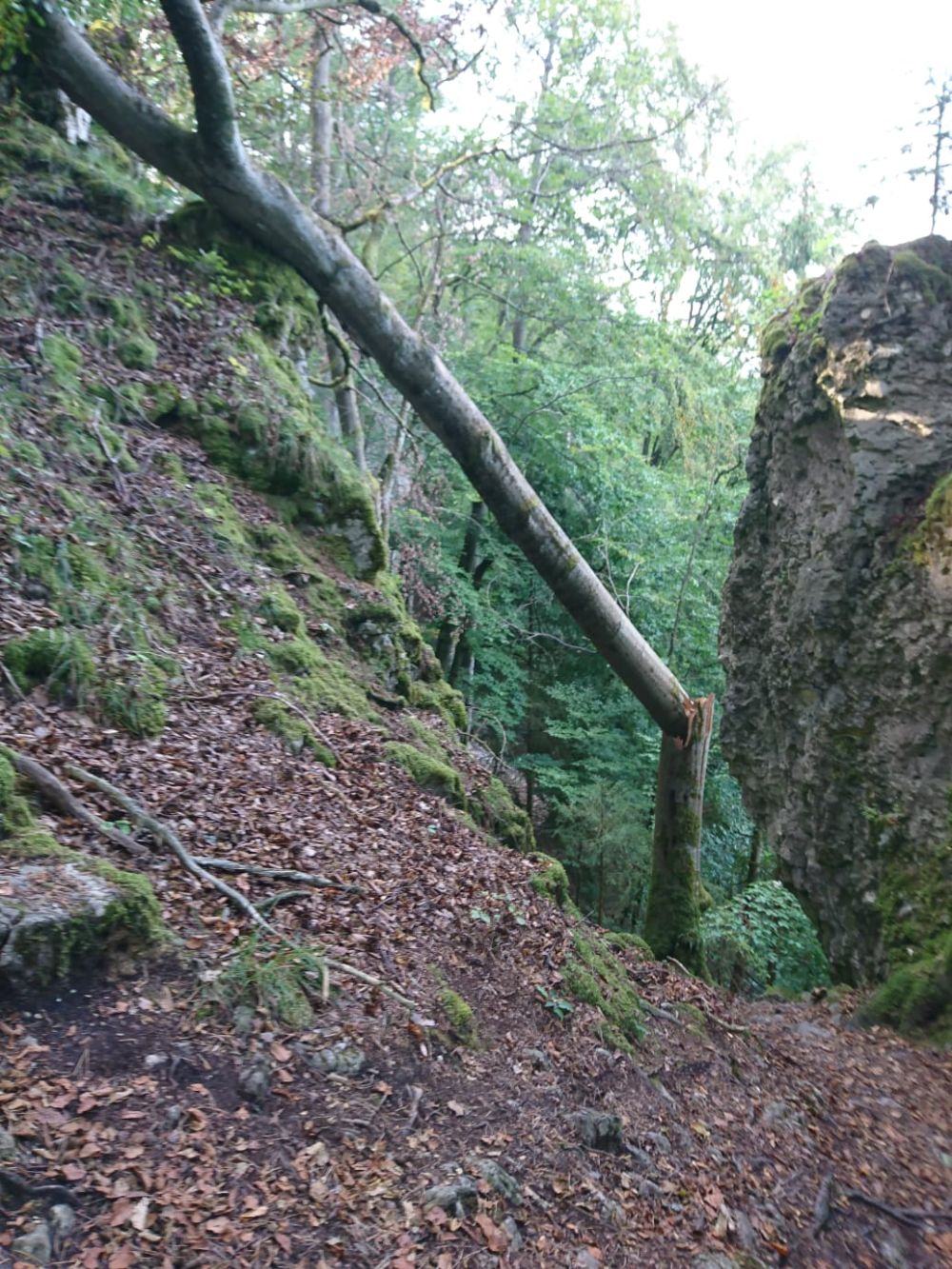 Schlossbergwände: Umgeknickter Baum im Zustiegsbereich