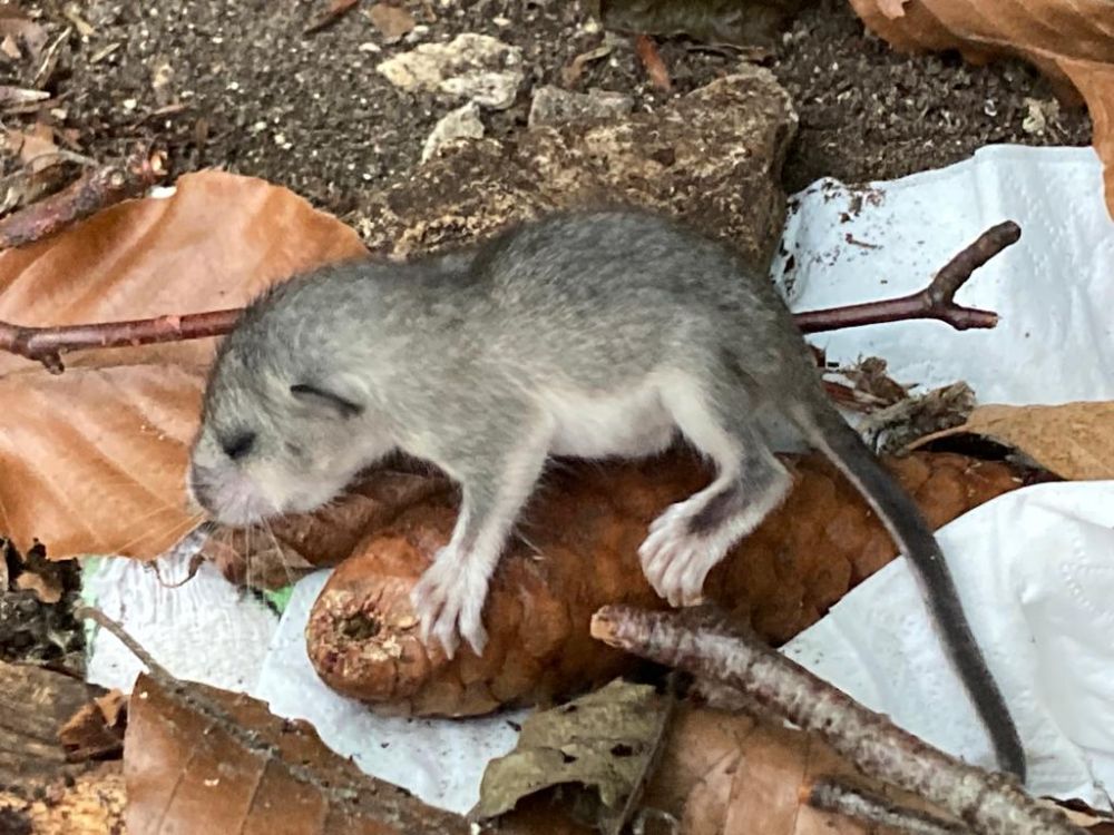 Besucher des Saufels haben im September 2023 am Wandfuß zwei Siebenschläferbabys gefunden, die vermutlich aus ihrem Nest gefallen waren. Sie waren unversehrt und wurden von den Klettereren der Mutter in ihre Behausung zurück gebracht. 