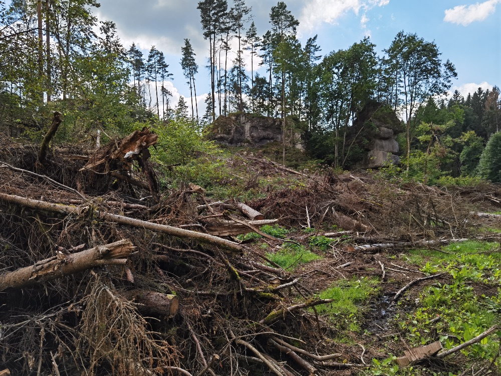 Die Eherbacher Wand nach Rodungen im Sommer 2021