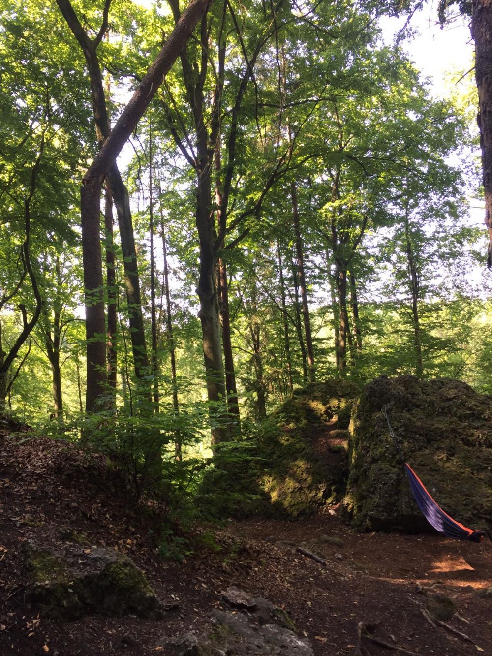 Morscher Baum droht auf Lagerplatz zu stürzen (Bild: Sunrider)