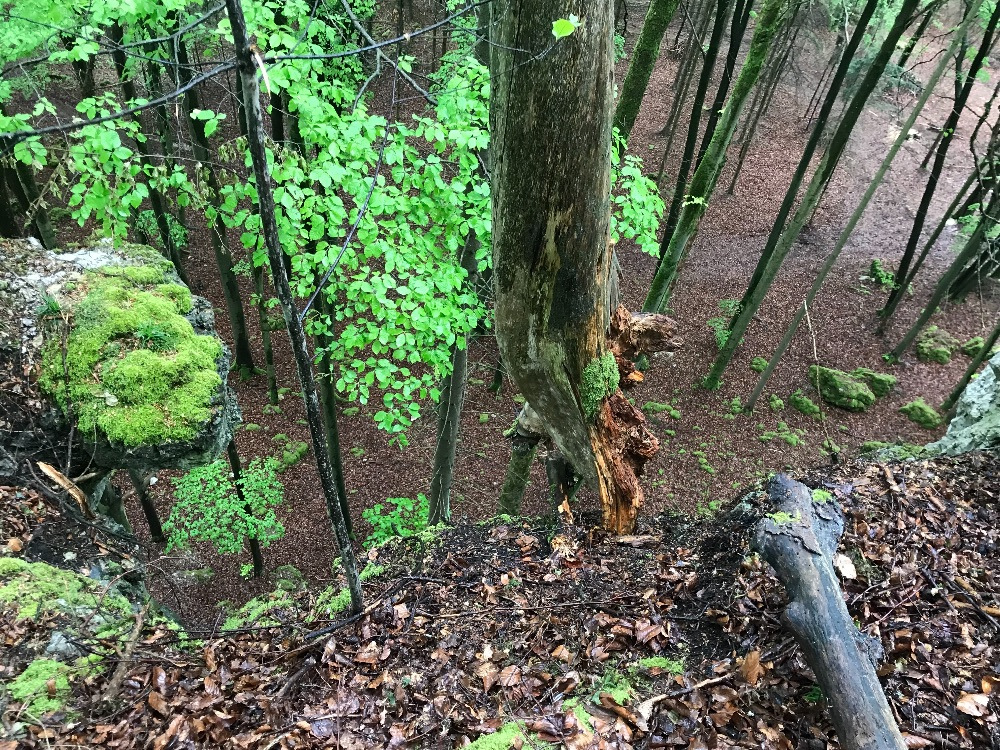 Der Damoklesbaum oberhalb der Fuchslochwand (Bild: Carina)