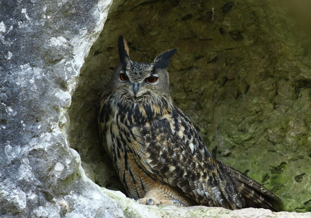 Ein Uhu im Frankenjura (Bild: Alex Brehm)