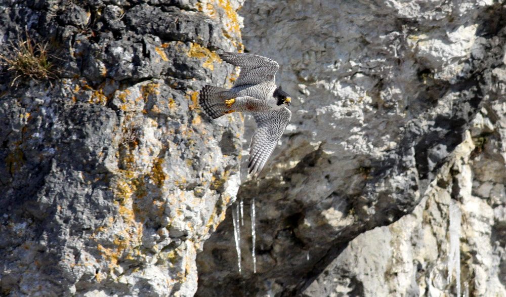 Ein Wanderfalke kurz nach dem Abflug aus seinem Horst (Bild: Alexander Brehm)