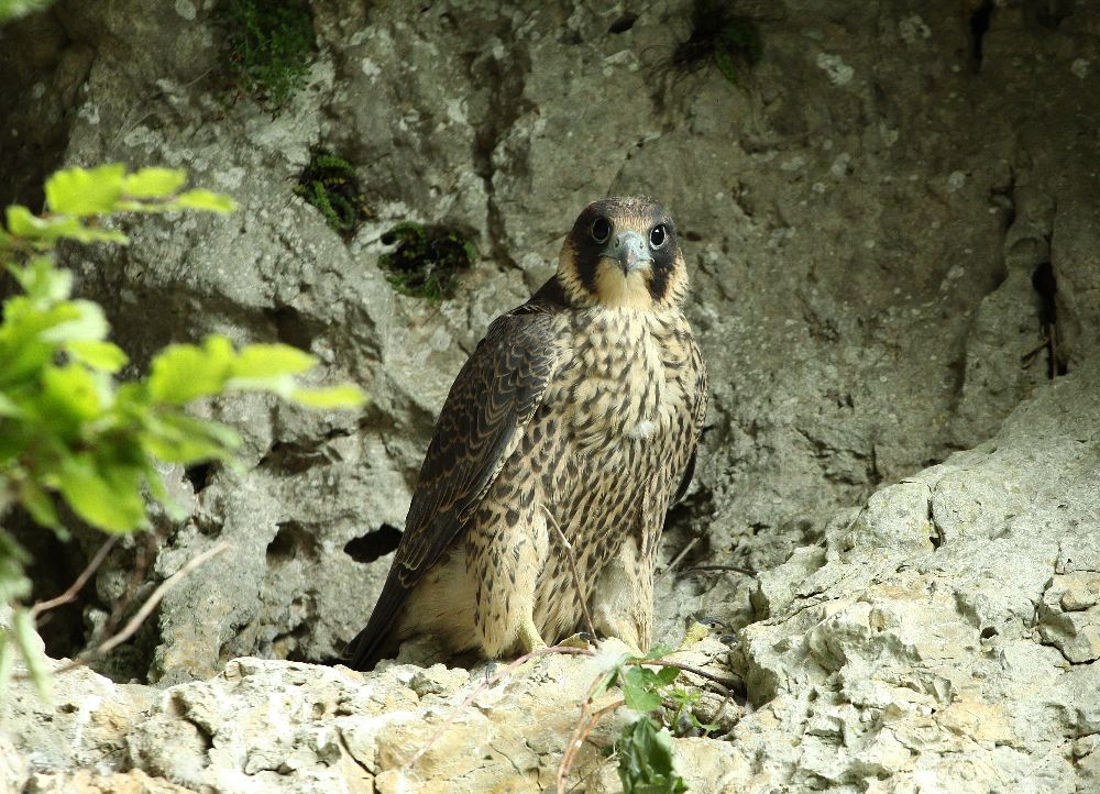 Wanderfalke im Frankenjura (Bild: Alexander Brehm)