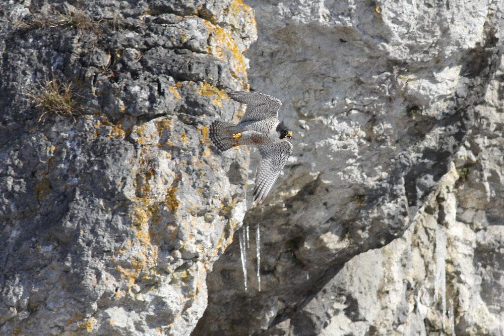 Wanderfalke im Frankenjura (Bild: Alexander Brehm)