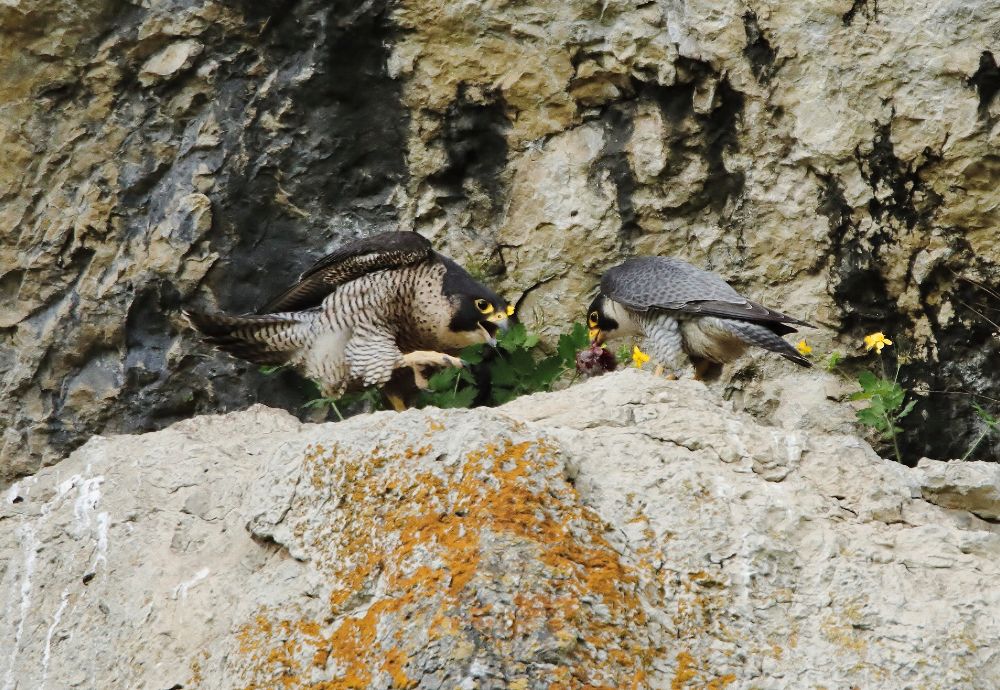 Wanderfalke im Frankenjura (Bild: Edmund Abel)