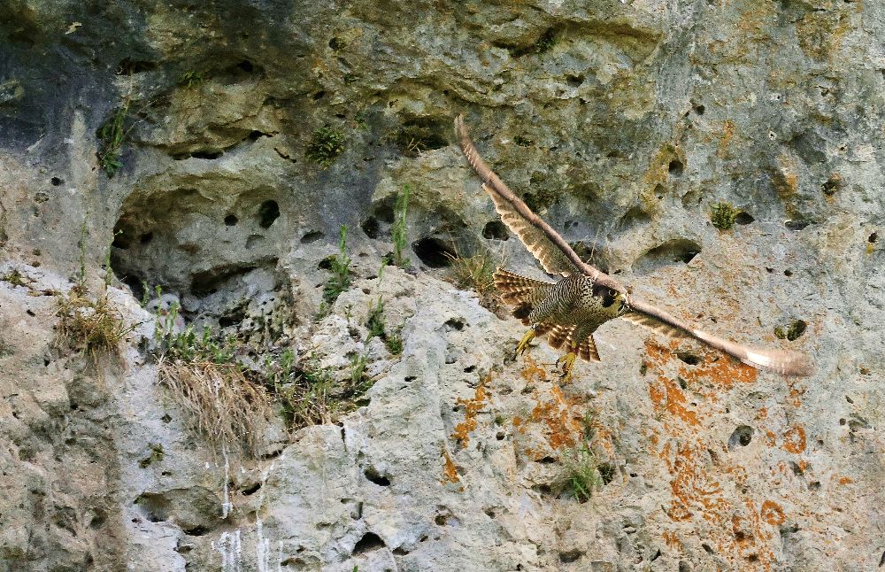 Wer findet die Jungvögel? Ein Wanderfalke startet vom Horst, im Hintergrund ist der noch ziemlich kleine Nachwuchs zu entdecken. Das Bild entstand Anfang/Mitte Mai. (Bild: Edmund Abel)