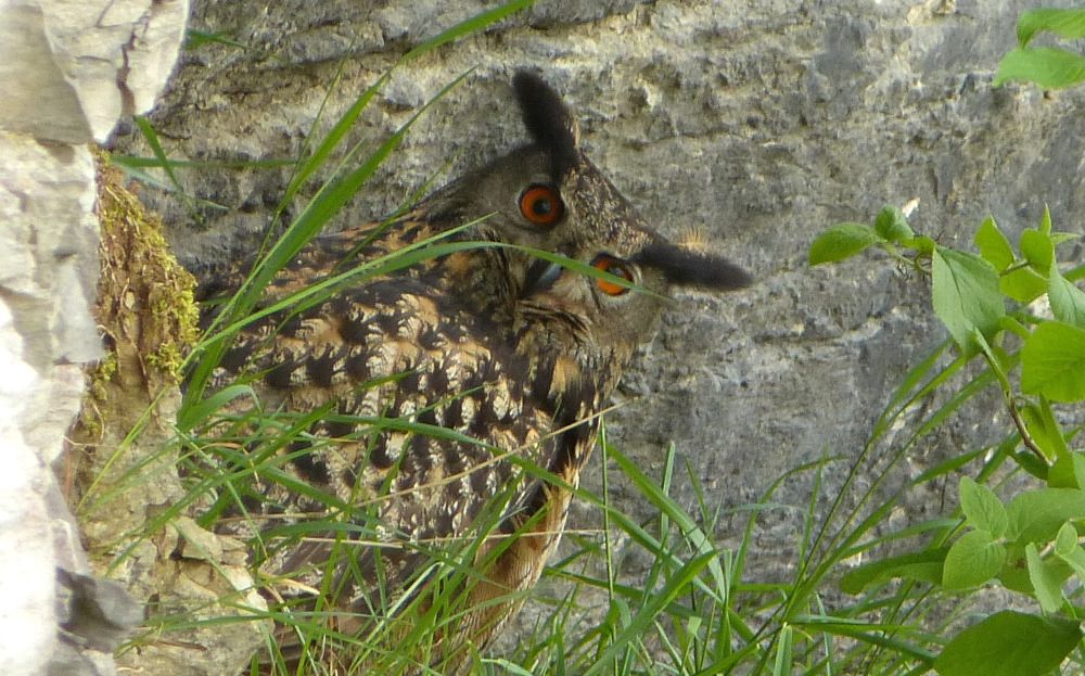 Ein ausgewachsener Uhu im Frankenjura (Bild: Alexander Brehm)