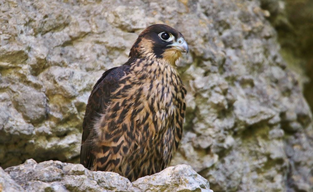 Junger Wanderfalke im Frankenjura (Bild: Edmund Abel)