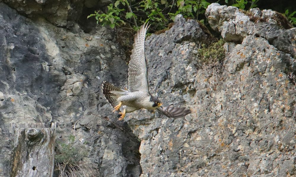 Wanderfalke im Abflug (Bild: Gudrun Abel)