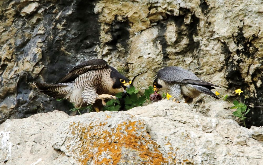 Wanderfalken zerlegen in ihrem Horst ein Beutetier (Bild: Edmund Abel)