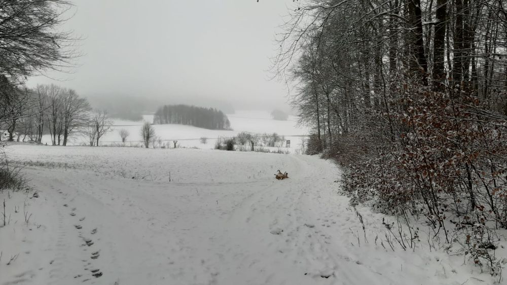 Nebel und Neuschnee: der Frankenjura bei Spies am Sonntagmorgen, den 03.Januar 2021 (Bild: Horst Fischer | SC-Spies)