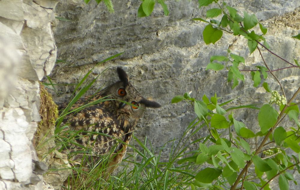 Ein junger Uhu im Wiesenttal (Bild: Alex Brehm)