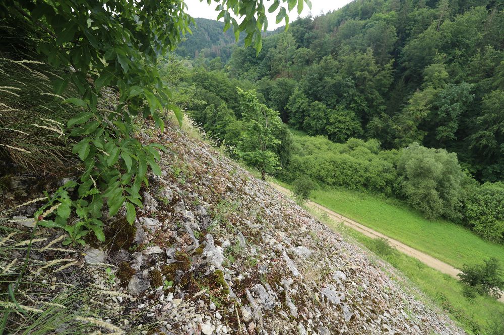 Diese Stützmauer hat wohl - unbeabsichtigt - dem Apollofalter im Kleinziegenfelder Tal in den vergangenen Jahrzehnten das Überleben gesichert: eine Verbuschung konnte dank der vielen Gesteinsschichten nicht einsetzen, so dass der Weiße Mauerpfeffer als Fresspflanze des Apollofalters die Oberhand behielt. 