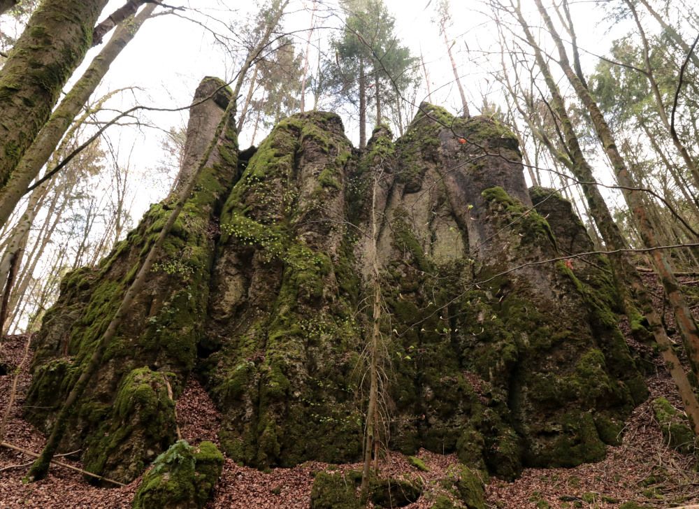 Verwachsen und deshalb gesperrt: Die Druidenzinne bei Wohlmannsgesees