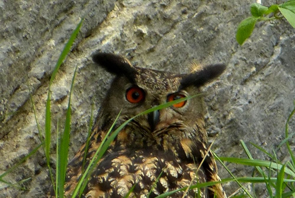 Ein Uhu im Frankenjura (Bild: Alex Brehm)