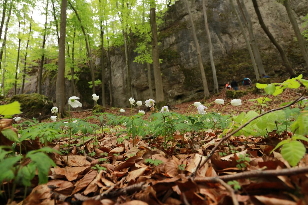 Nach drei Jahren Kletterstop hat sich der Waldboden vor der Hartensteiner Wand erholt. Nach dem Willen des Waldeigentümers soll das auch so bleiben.