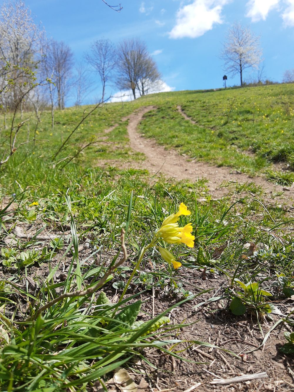 Häufiges Befahren zerstört die Vegetation an den Hängen des Staffelberges. (Bild: Landratsamt Lichtenfels/Johanna Berels)