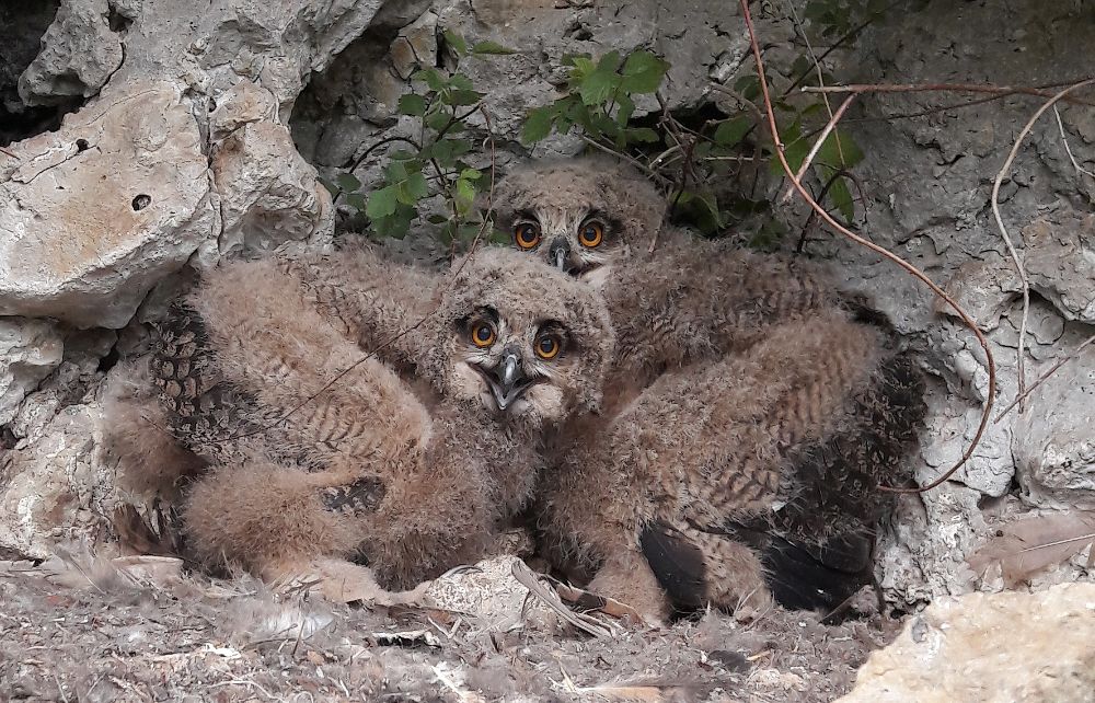 Die Felsen, an denen noch junge Uhus flügge werden, müssen noch für zwei Wochen gesperrt bleiben (Bild: Alexander Brehm)