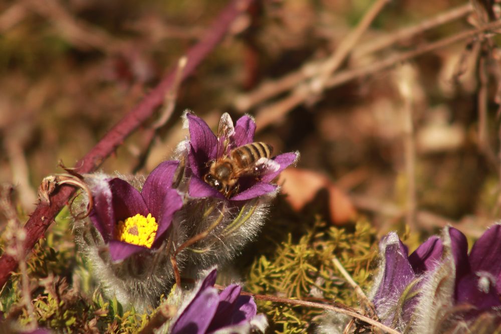 Die Bienen bedienen sich gern am Nektar der Küchenschellenblüten.