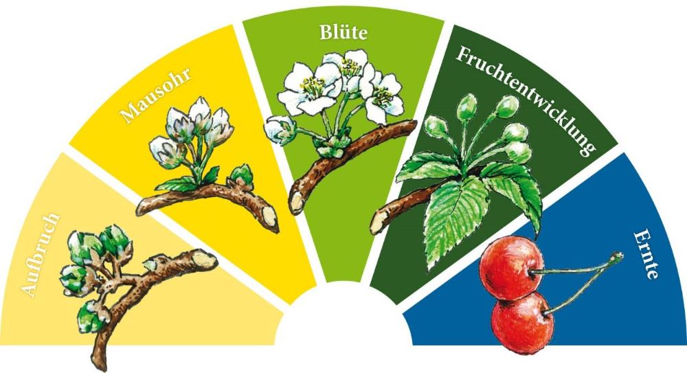 Das Blütenbarometer der Fränkischen Schweiz