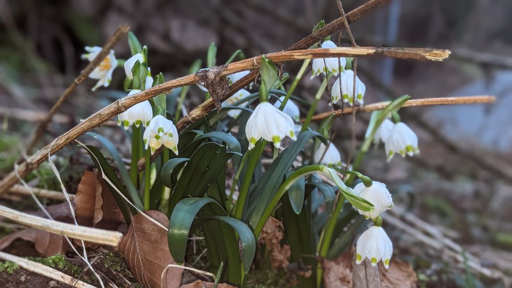 Die Märzenbecher blühen bereits auf Grund der milden Temperaturen