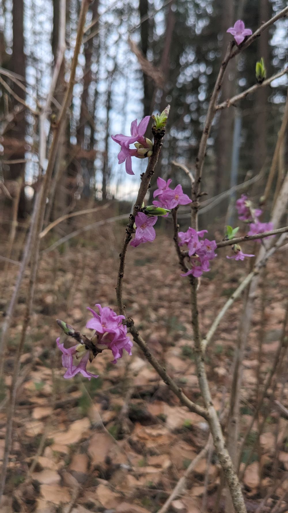 Und auch der Seidelbast steht schon in voller Blüte