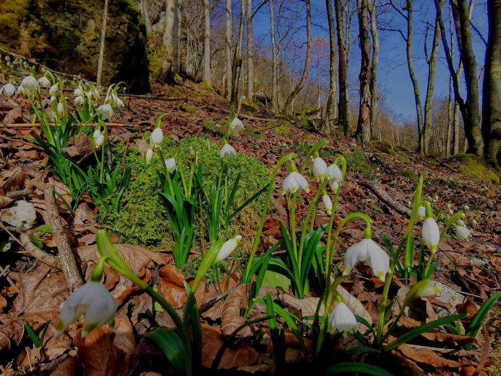 Märzenbecher im Frankenjura (Bild: Immo Engelhardt)